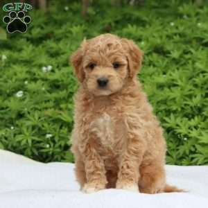 Skye, Mini Goldendoodle Puppy